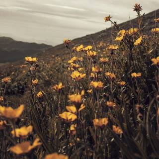 Summer wild flowers wallpaper