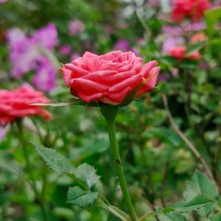 Rose 4k phone wallpaper