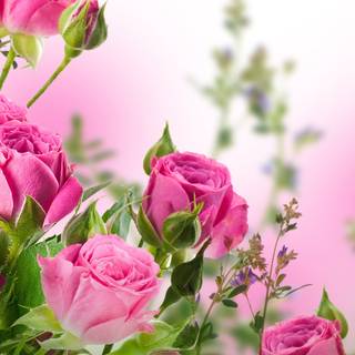 Rose flower 4k wallpaper