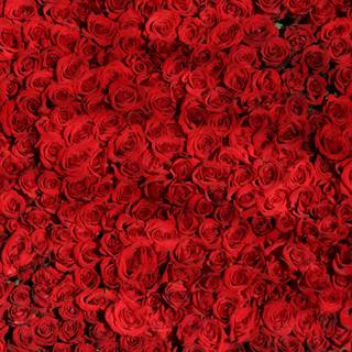 Rose flower 4k wallpaper