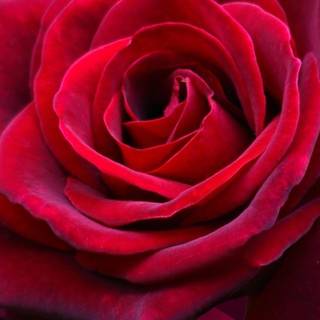 Rose mobile 4k wallpaper