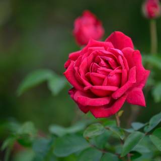 Rose flower 4k wallpaper
