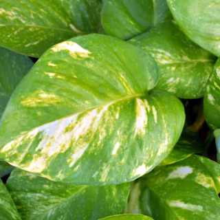 Money Plant wallpaper