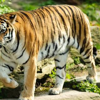 Full body of tiger wallpaper