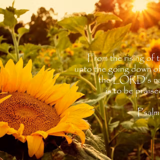 Summer Bible verse wallpaper