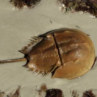Atlantic horseshoe crab wallpaper