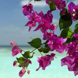 Pretty summer flowers wallpaper