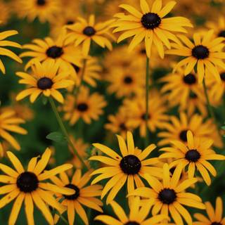 Pretty summer flowers wallpaper