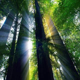 Summer USA wallpaper