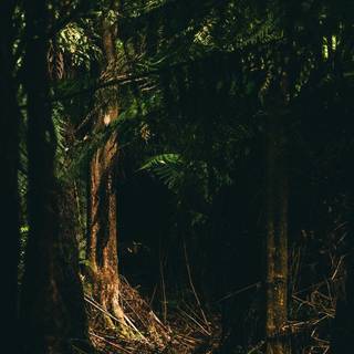 Night forest 4k Android wallpaper