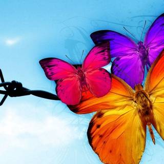 Animation butterfly wallpaper