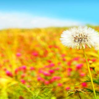 Summer scences wallpaper