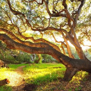 Summer scences wallpaper