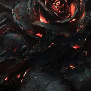 4k iPhone 11 flowers wallpaper