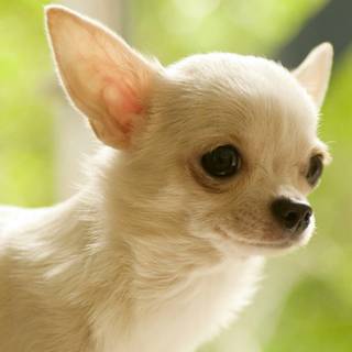 Chihuahua dog wallpaper