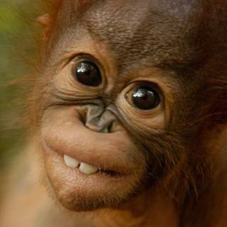 Orangutans wallpaper