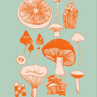 Mushroom aesthetic wallpaper