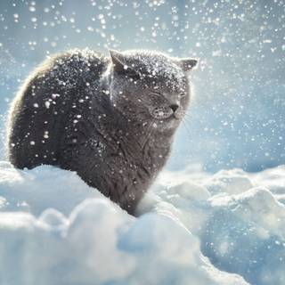 Snow dog and cat wallpaper