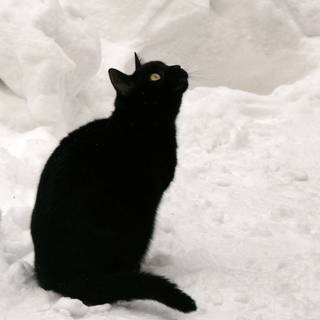 Snow dog and cat wallpaper