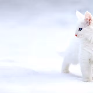 Snow dog and cat wallpaper