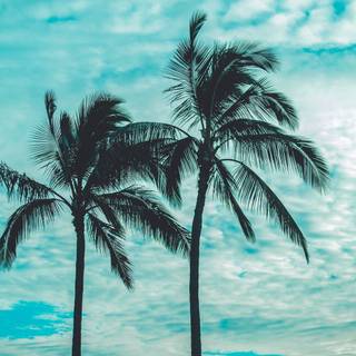 Palm trees 4k wallpaper