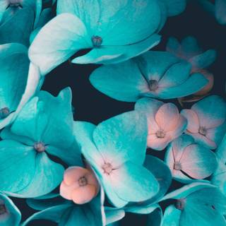 4k iPhone 12 flowers wallpaper