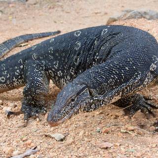 Monitor lizard wallpaper