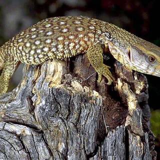 Monitor lizard wallpaper