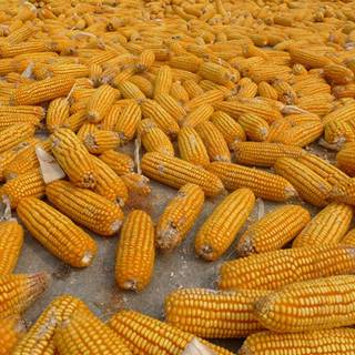 Sweet corn wallpaper