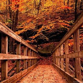 Bridge autumn wallpaper