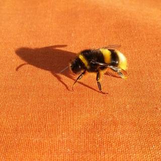 Bee aesthetic wallpaper