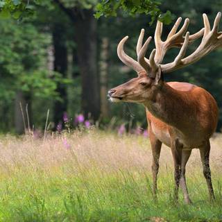 Deer 4k PC wallpaper