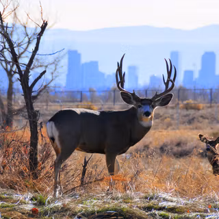 Deer 4k PC wallpaper