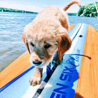 Cute summer puppy wallpaper