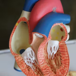 Heart of human wallpaper