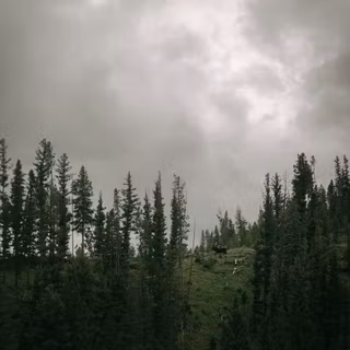 Moody green wallpaper