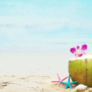 Coconout summer wallpaper