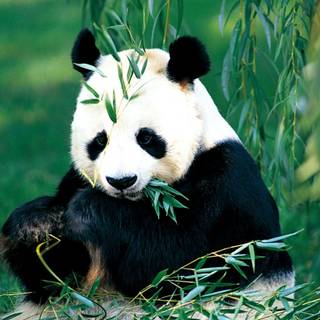 Bamboo panda wallpaper