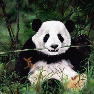 Bamboo panda wallpaper