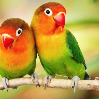 Birds Ultra HD wallpaper