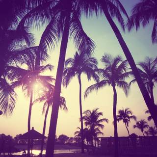 Purple desktop summer wallpaper