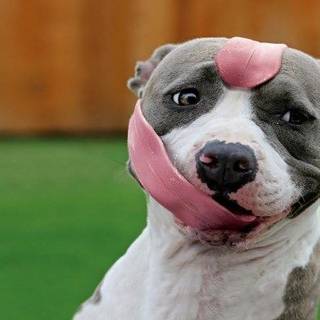 Cute Pitbull wallpaper