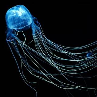 Box jellyfish wallpaper