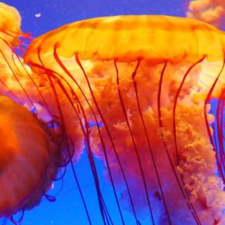 Box jellyfish wallpaper