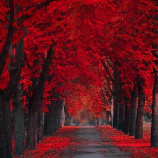Autumn pathways wallpaper