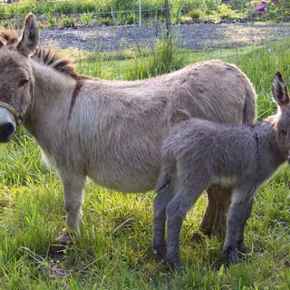 Funny donkey wallpaper