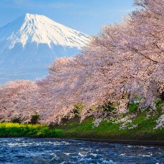 Japan Sakura wallpaper