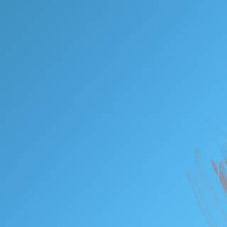 Adobe Illustrator wallpaper