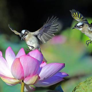 Flying Lotus wallpaper