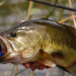 Smallmouth bass wallpaper
